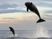 Невероятная погоня косатки за дельфином