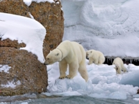 Опасная прогулка полярных медвежат
