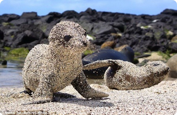 Детеныш морского льва принимает ванну из песка