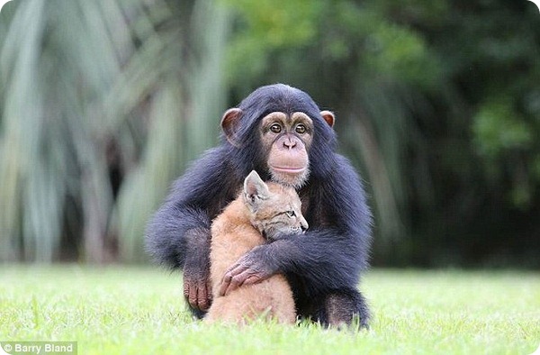 Рысенок и шимпанзе - лучшие друзья