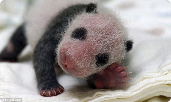 Гигантская панда Юань-Юань родила детеныша