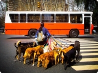 Правила поведения собаки в общественном транспорте
