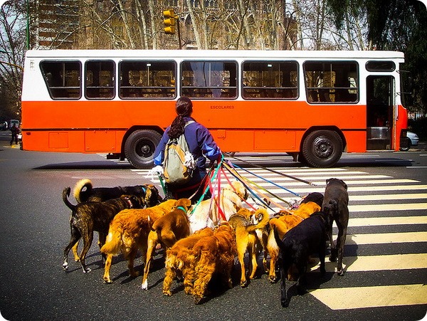 Правила поведения собаки в общественном транспорте