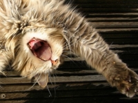 Блохи у кошек: признаки и способы борьбы