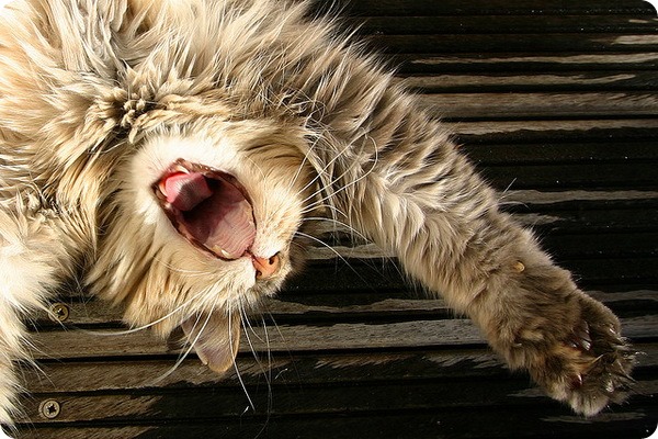 Блохи у кошек: признаки и способы борьбы