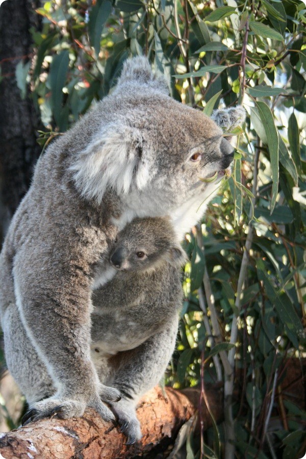 Зоопарк Таронга представил нового детеныша коалы
