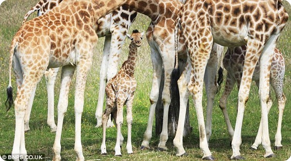 В английском зоопарке родился детёныш жирафа Ротшильда