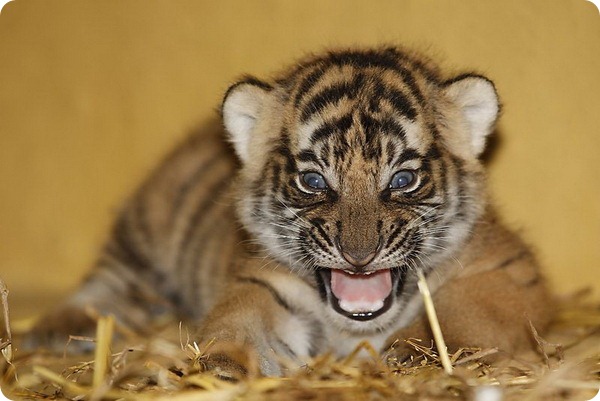 В зоопарке Галле родились малайские тигрята