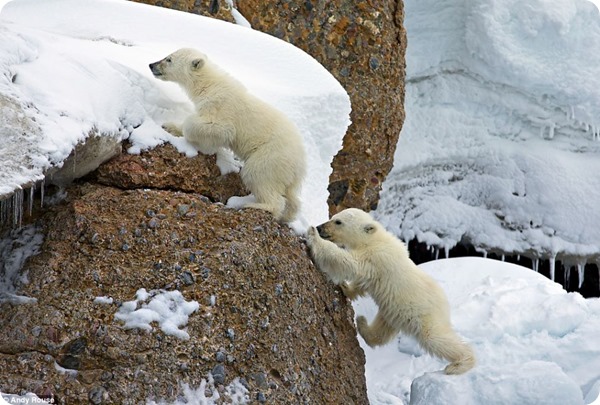 Опасная прогулка полярных медвежат