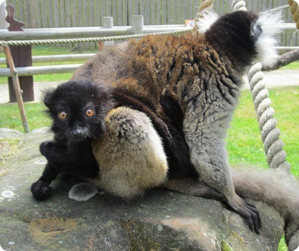 Дружба двух лемуров из зоопарка Drusillas Park