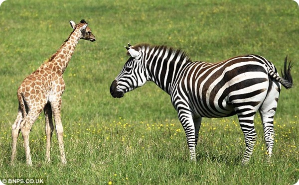 В английском зоопарке родился детёныш жирафа Ротшильда