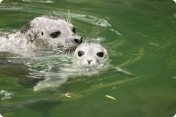 В немецком зоопарке родился долгожданный тюлененок