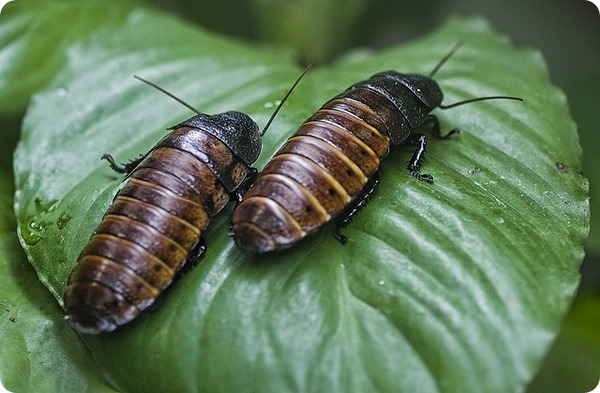 Мадагаскарские шипящие тараканы (лат. Gromphadorhina portentosa)