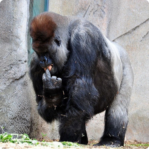 Самец гориллы Кибабу уходит на заслуженный отдых