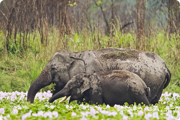 Индийский или азиатский слон (лат. Elephas maximus)