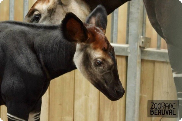 В Beauval Zoo родился первый детеныш окапи