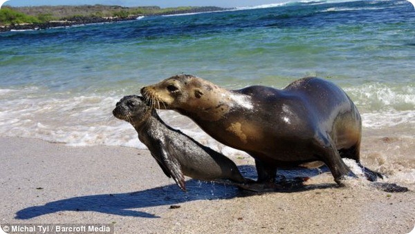 Детеныш морского льва принимает ванну из песка