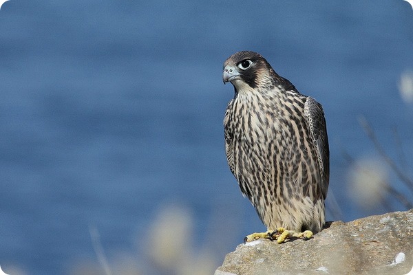 Сокол-сапсан (лат. Falco peregrinus) 