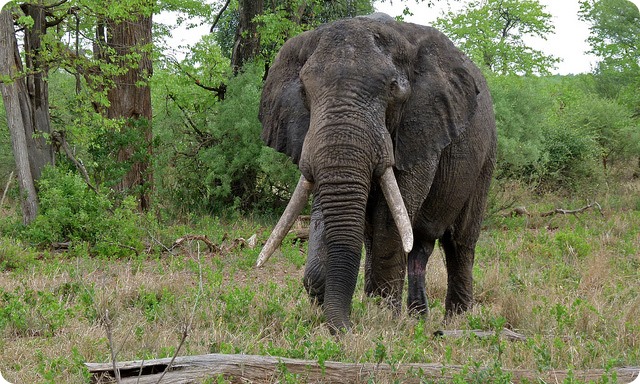 Саванный слон (лат. Loxodonta africana)
