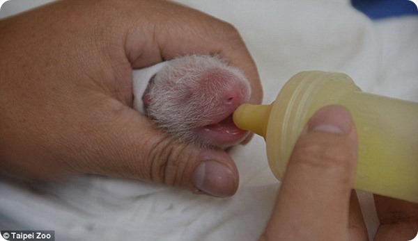 Гигантская панда Юань-Юань родила детеныша
