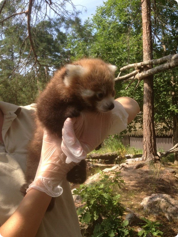 Детеныш малой панды из зоопарка Швеции