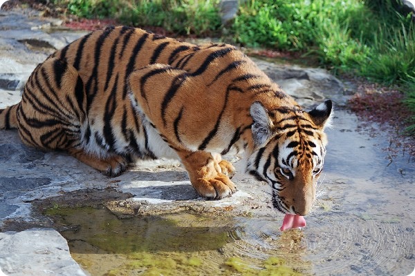 Китайский тигр (лат. Panthera tigris amoyensis)
