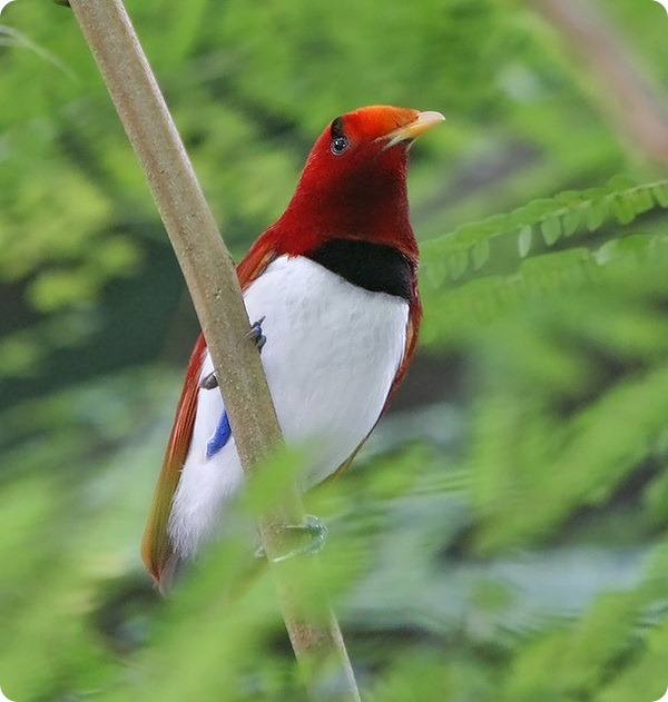 Королевская райская птица (лат. Cicinnurus regius)