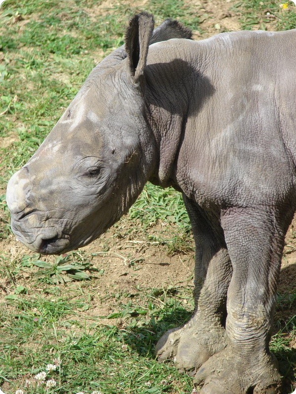 О детеныше белого носорога из Cotswold Wildlife Park