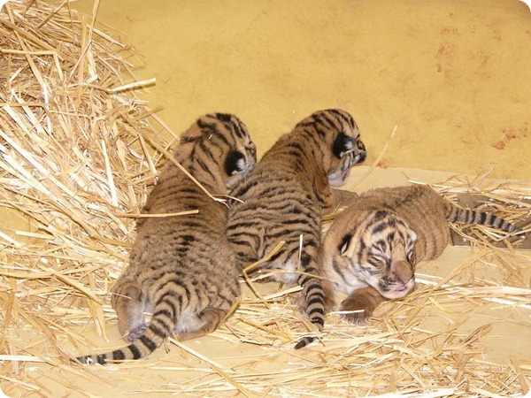 В зоопарке Галле родились малайские тигрята