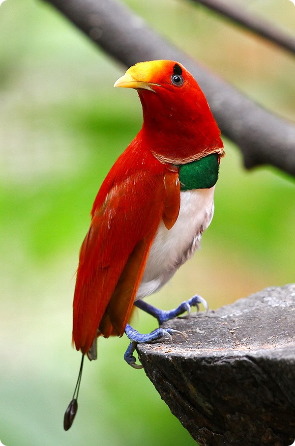 Королевская райская птица (лат. Cicinnurus regius)