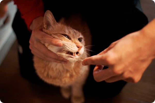 Как почистить зубы кошке ?