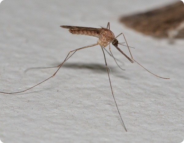 Западный малярийный комар (лат. Anopheles freeborni) 