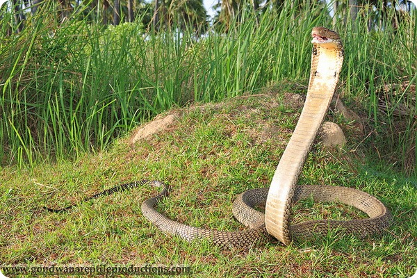 Королевская кобра (лат. Ophiophagus hannah)