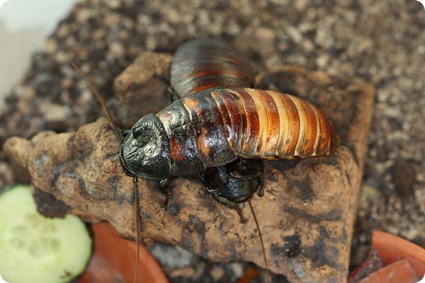 Мадагаскарские шипящие тараканы (лат. Gromphadorhina portentosa)