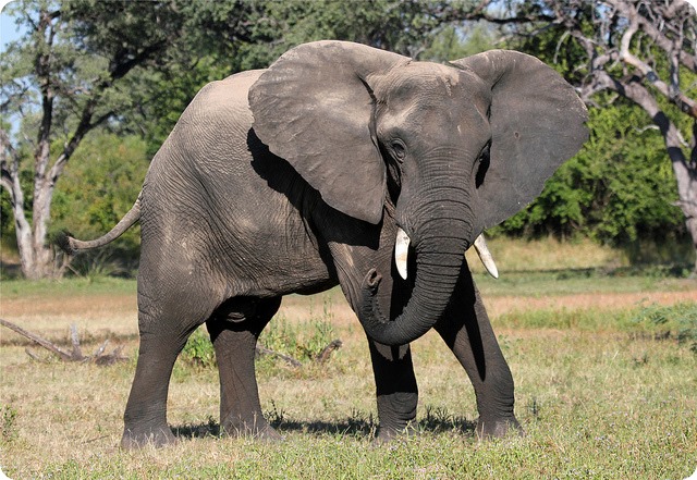 Саванный слон (лат. Loxodonta africana)
