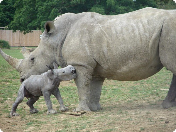О детеныше белого носорога из Cotswold Wildlife Park
