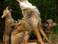 Детеныши койота учатся «петь»