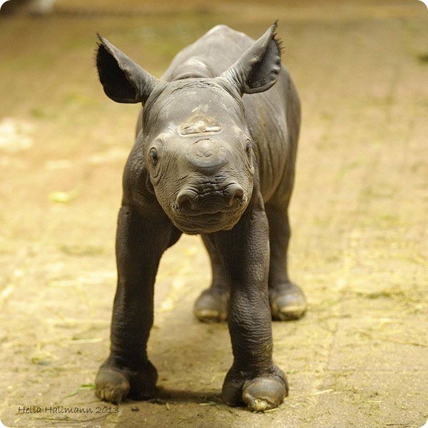 В зоопарке Крефельд родился детеныш черного  носорога