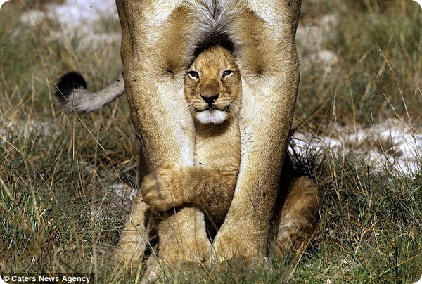 Африканские львы от Лауры Ромин и Ларри Далтона