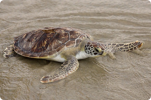 Спасенные морские черепахи были выпущены на волю