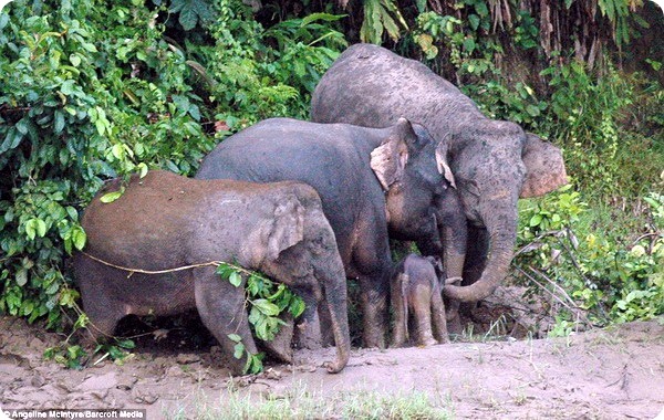 Маленькому слоненку помогла его семья