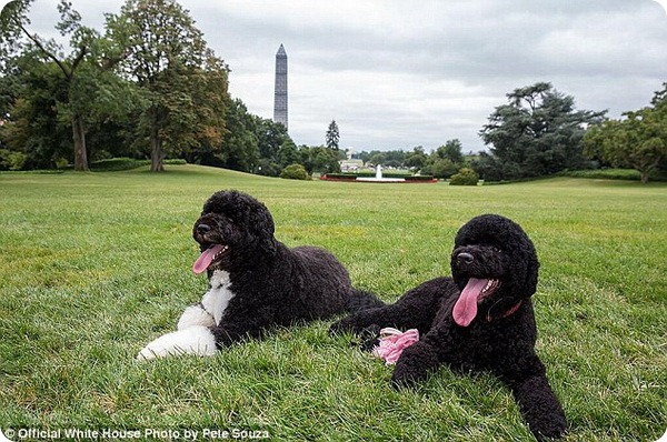 Новая собака Барака Обамы