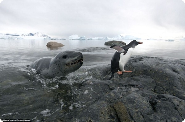 Пингвину удалось уйти от зубов морского леопарда