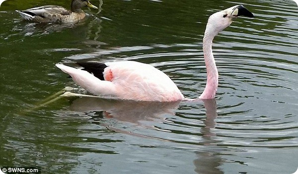 Плавающий фламинго