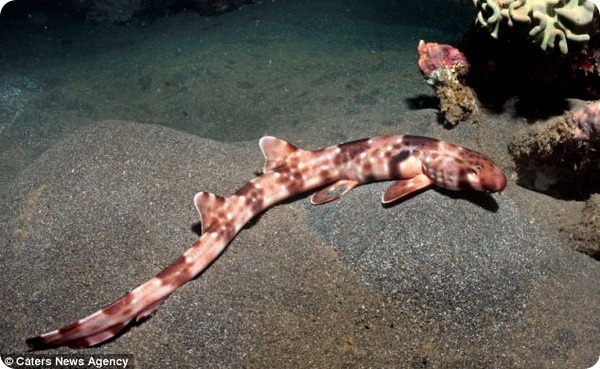 Обнаружена акула, умеющая ходить по морскому дну