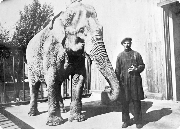 В.К. Буряк и слониха Бэтти. 1932 год.