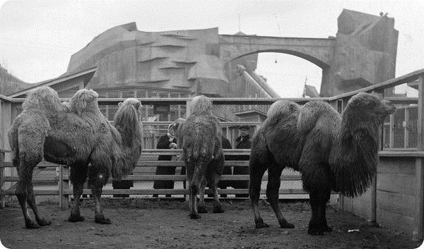 Группа верблюдов на фоне американских гор. 1936 год.