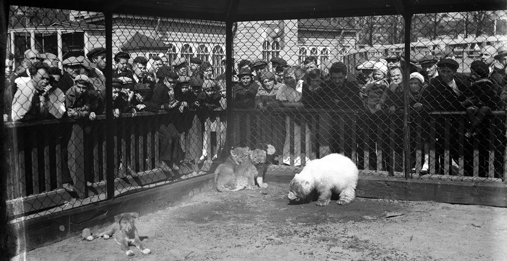 Блокада ленинграда зоопарк