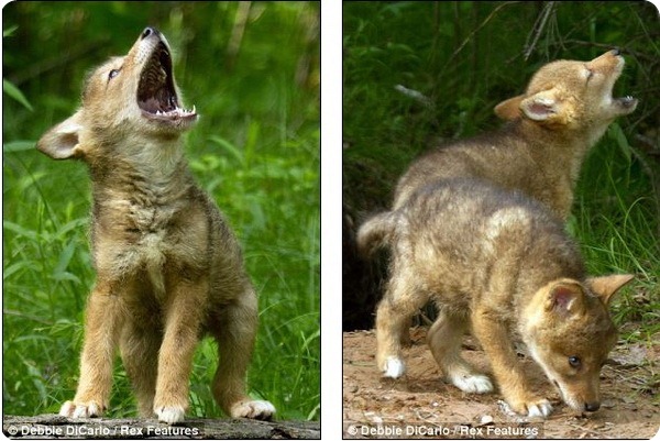 Детеныши койота учатся «петь»