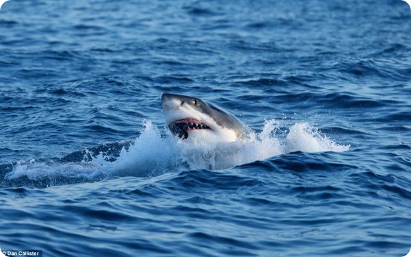 Охота белых акул на морских котиков